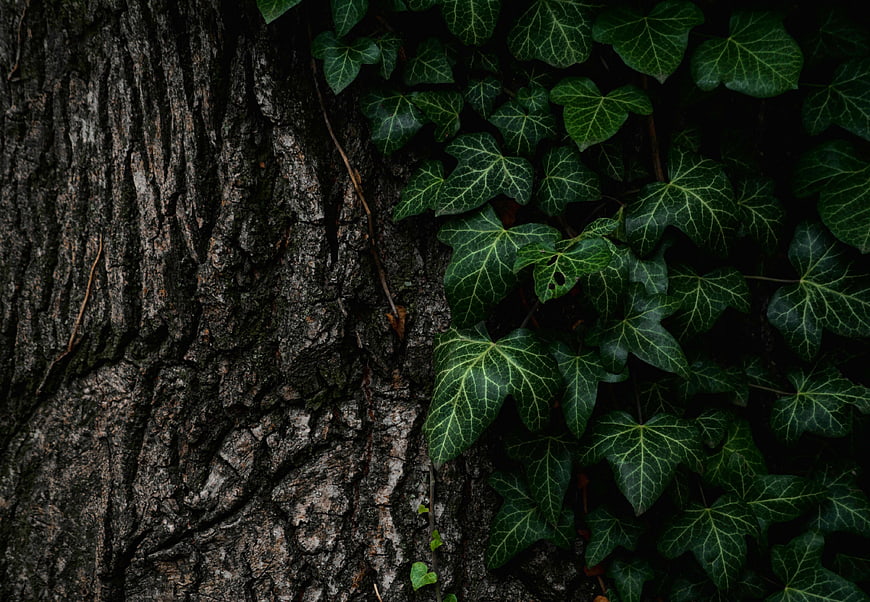 Dark Ivy Leaves Climbing Rough Tree Bark Texture
