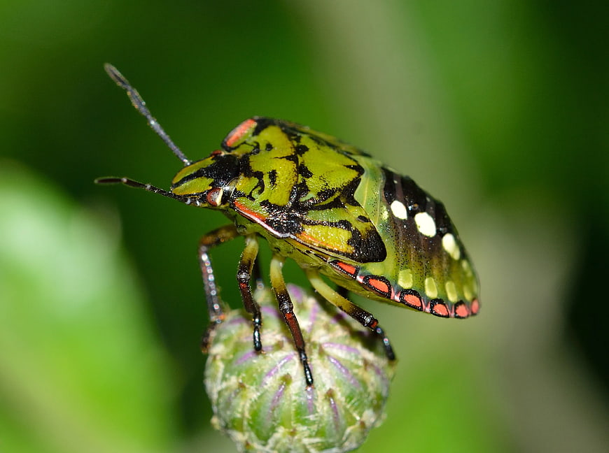 Close-up of a Green and Black Shield Bug on a Plant Bud