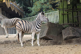Zebras standing in a zoo enclosure with rocks and fence