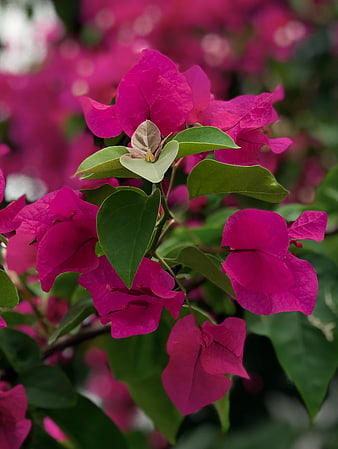 Vibrant Pink Bougainvillea Flowers with Green Leaves
