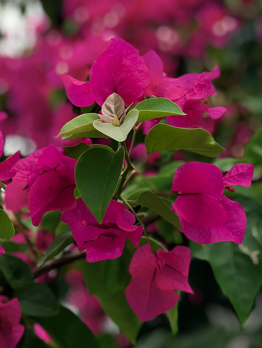 Vibrant Pink Bougainvillea Flowers with Green Leaves