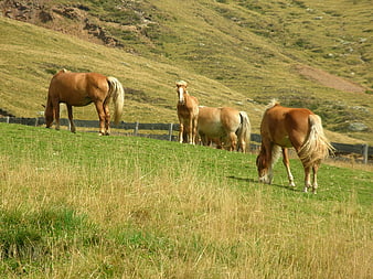 Horses grazing on a green hillside pasture
