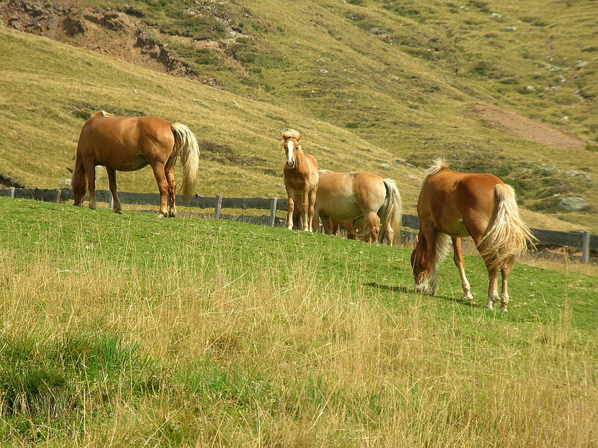 Horses grazing on a green hillside pasture