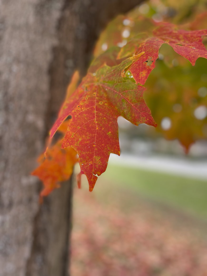 Close-up of vibrant red maple leaves in autumn