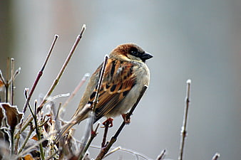 Male House Sparrow Perched on Frosty Branches
