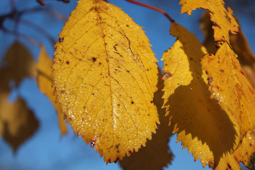 Close-up of yellow autumn leaves with dew drops against blue sky