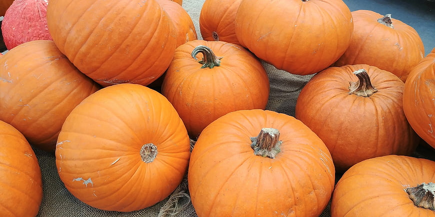 Fresh Orange Pumpkins on Burlap for Autumn Harvest