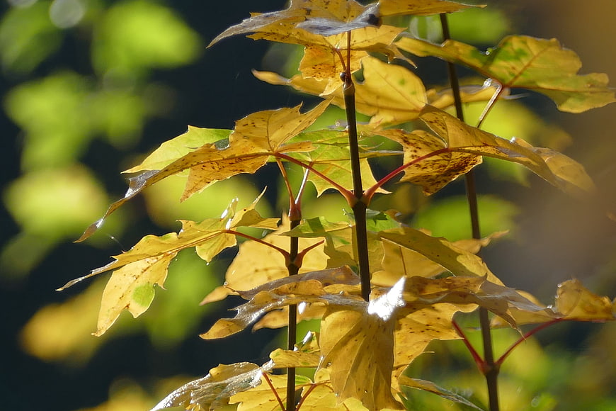 Sunlit yellow maple leaves in autumn sunlight
