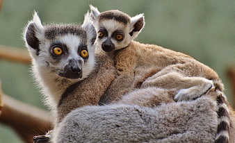 Ring-tailed Lemur Mother and Baby on Branch