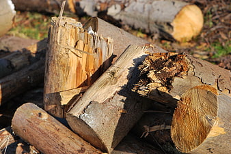 Pile of chopped firewood logs in sunlight