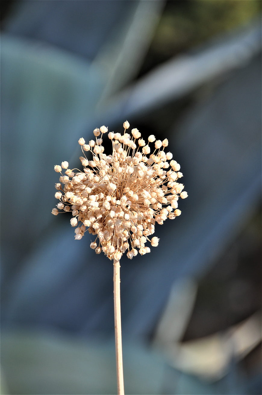 Dried allium flower head on blurred blue background