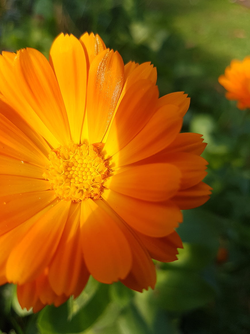 Close-up of vibrant orange calendula flower in sunlight