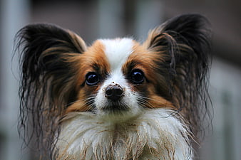 Close-up portrait of a muddy Papillon dog with large ears