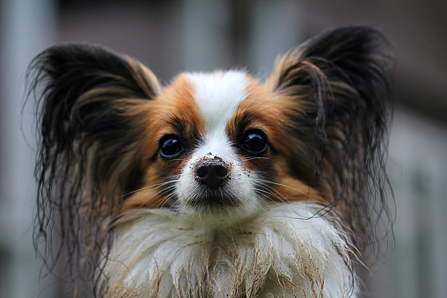 Close-up portrait of a muddy Papillon dog with large ears
