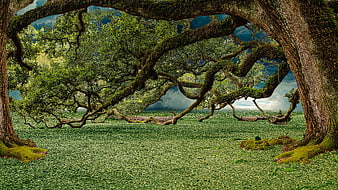 Majestic mossy oak tree arching over lush green forest floor