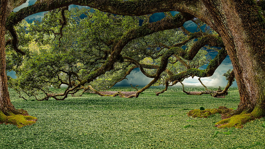 Majestic mossy oak tree arching over lush green forest floor