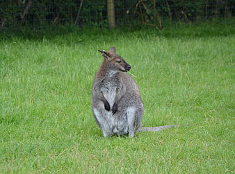 Wallaby Eating Grass in Green Field