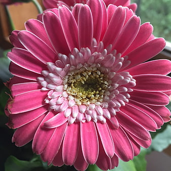 Close-up of vibrant pink gerbera daisy flower