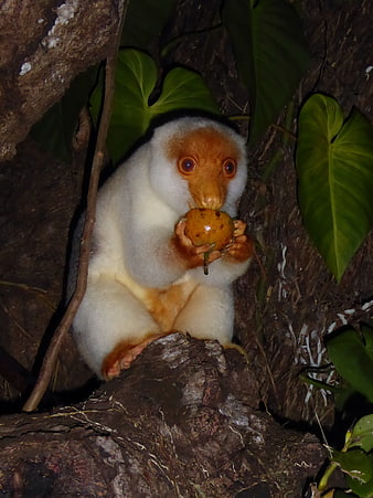 Night shot of white-handed gibbon eating fruit in tree
