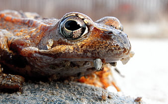 Close-up of a brown frog with ice crystals on its skin