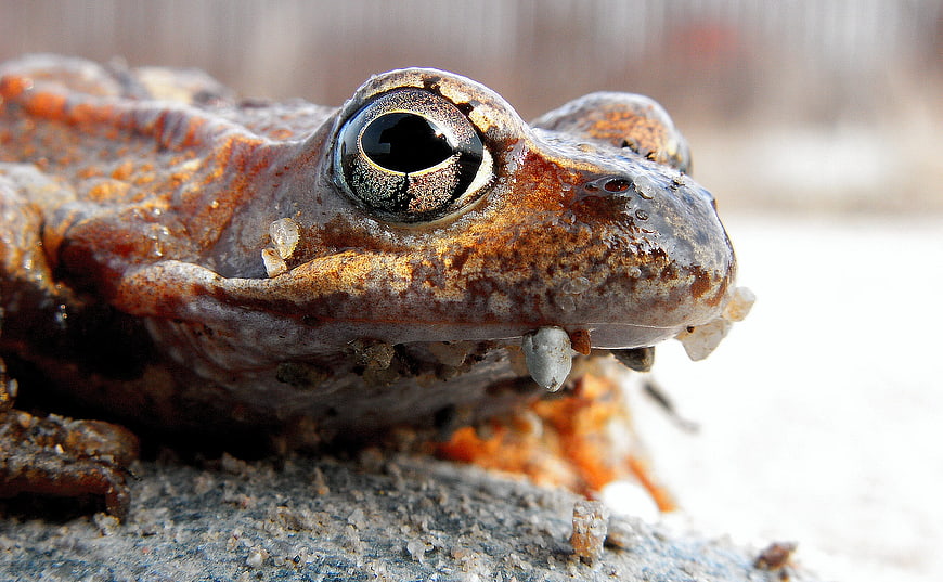 Close-up of a brown frog with ice crystals on its skin