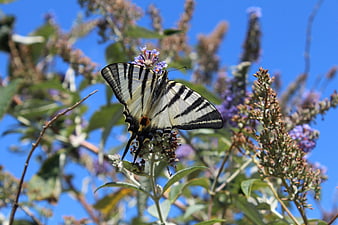 Eastern Tiger Swallowtail Butterfly on Purple Butterfly Bush
