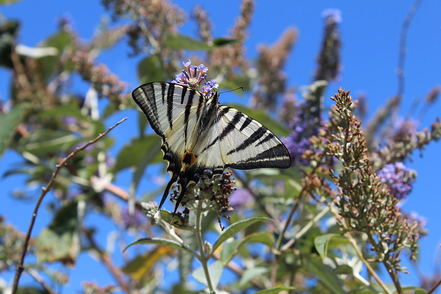 Eastern Tiger Swallowtail Butterfly on Purple Butterfly Bush