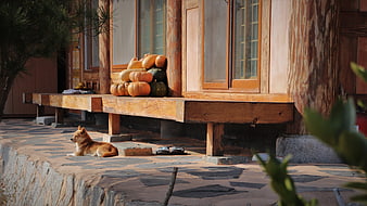 Dog resting on stone patio near wooden house with pumpkins
