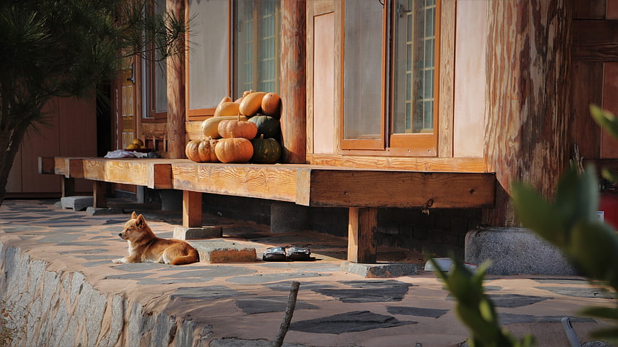 Dog resting on stone patio near wooden house with pumpkins