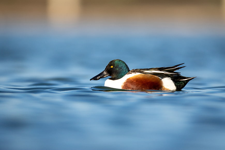 Northern Shoveler Duck Swimming in Blue Water