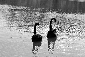 Two black swans swimming in a lake
