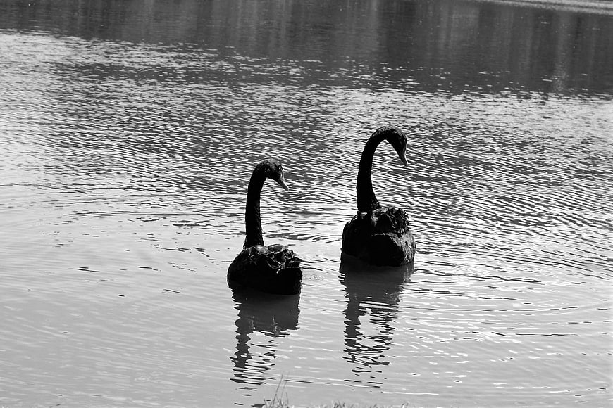 Two black swans swimming in a lake