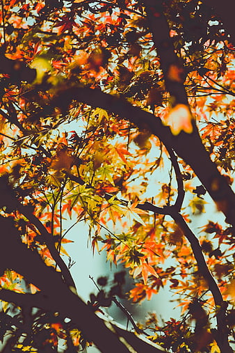Autumn Maple Leaves Backlit by Sunlight