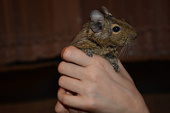 Small brown rodent perched on human hand close-up