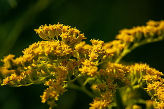 Close-up of bright yellow goldenrod flowers in sunlight