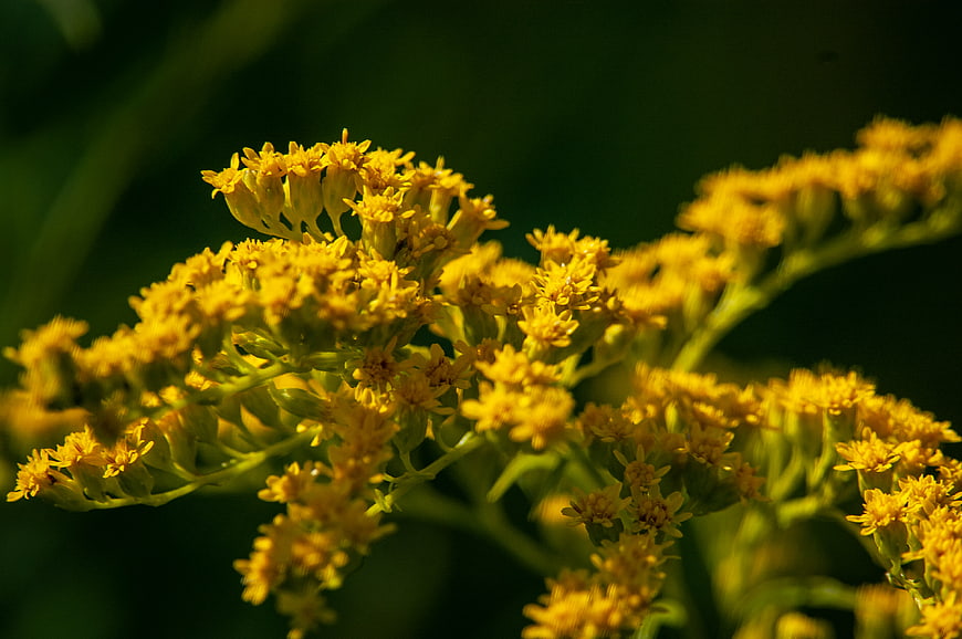 Close-up of bright yellow goldenrod flowers in sunlight