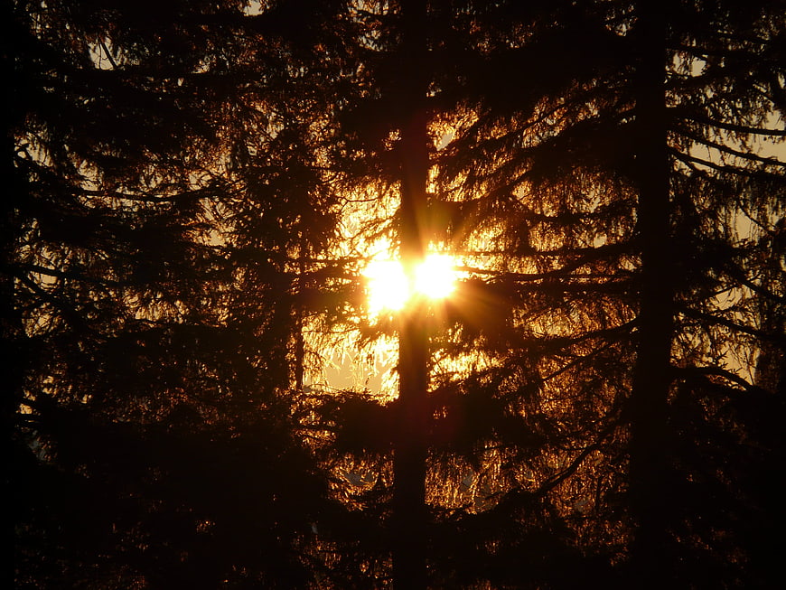 Sunlight filtering through dark pine forest branches at sunset