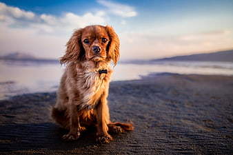 Cavalier King Charles Spaniel Sitting on Sandy Beach at Sunset