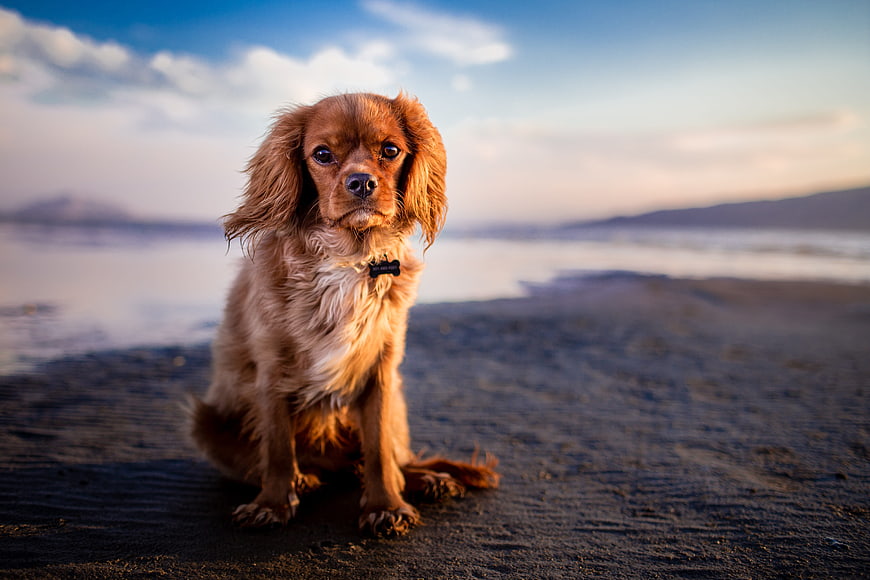 Cavalier King Charles Spaniel Sitting on Sandy Beach at Sunset