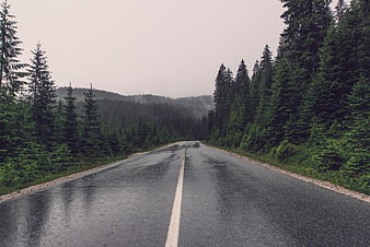 Wet asphalt road winding through misty pine forest landscape