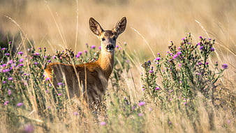 Roe deer doe standing in tall grass with purple flowers