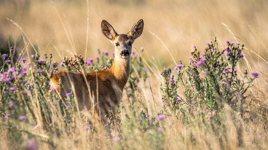 Roe deer doe standing in tall grass with purple flowers