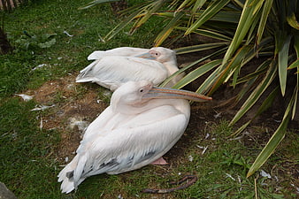 Two white pelicans resting on grass near plants