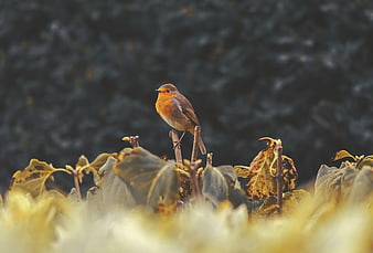 European Robin perched on autumn branch with blurred background