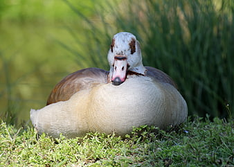 Egyptian Goose Resting on Green Grass in Natural Setting