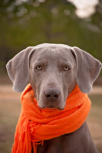Weimaraner Dog Portrait Wearing Bright Orange Scarf