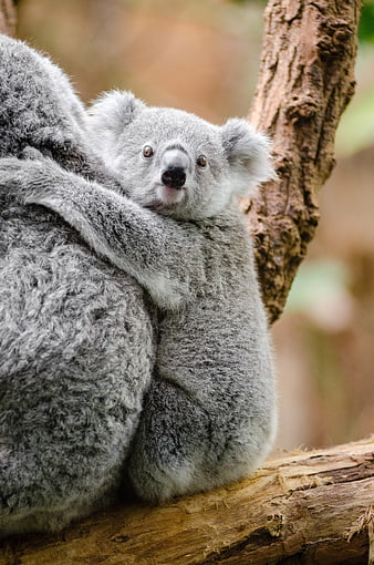 Cute Baby Koala Clinging to Mother on Tree Branch