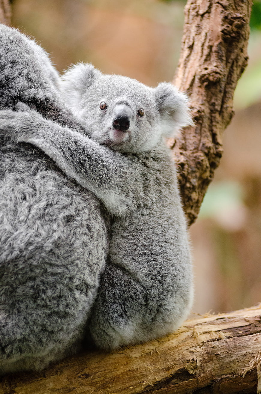 Cute Baby Koala Clinging to Mother on Tree Branch