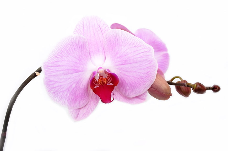 Pink Phalaenopsis Orchid Isolated on White Background