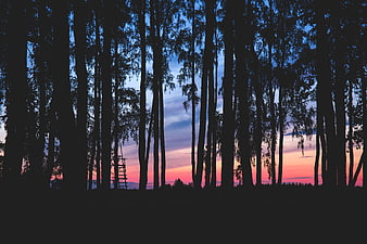 Silhouetted Forest Trees Against Vibrant Sunset Sky